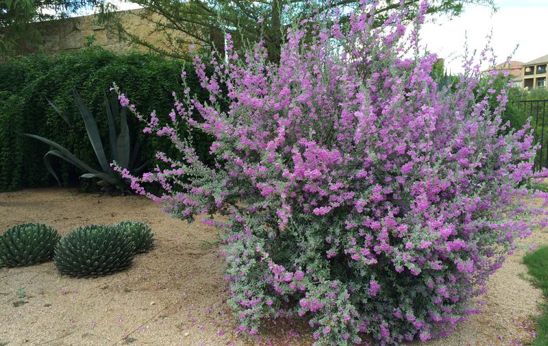 Choose Texas sage for the landscape, not an unproven promise Choose Texas sage for the landscape, not an unproven promise