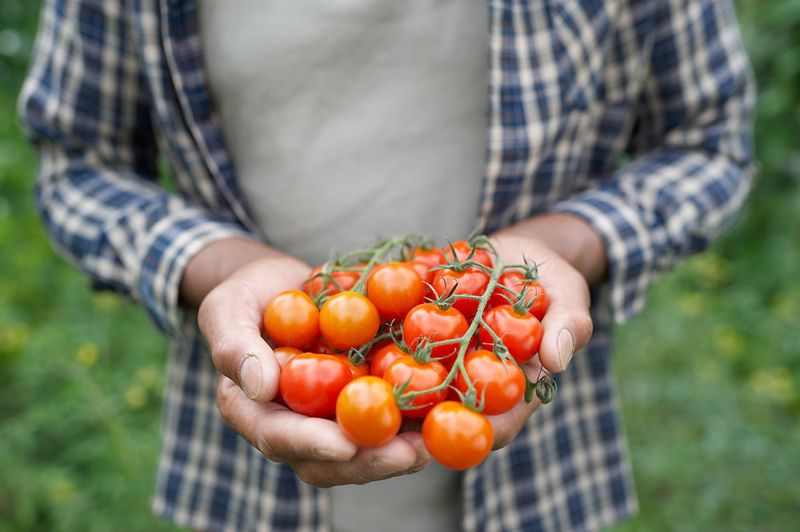 Choose Varieties That Handle Heat Better