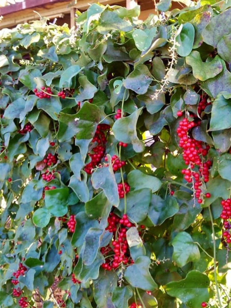 Choose a Seasonal Softening Plant, Not an Instant Evergreen Wall