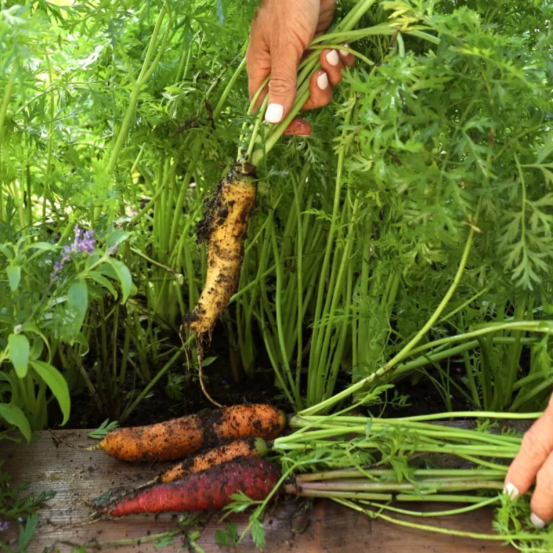 Choose a carrot that fits the available soil Choose a carrot that fits the available soil