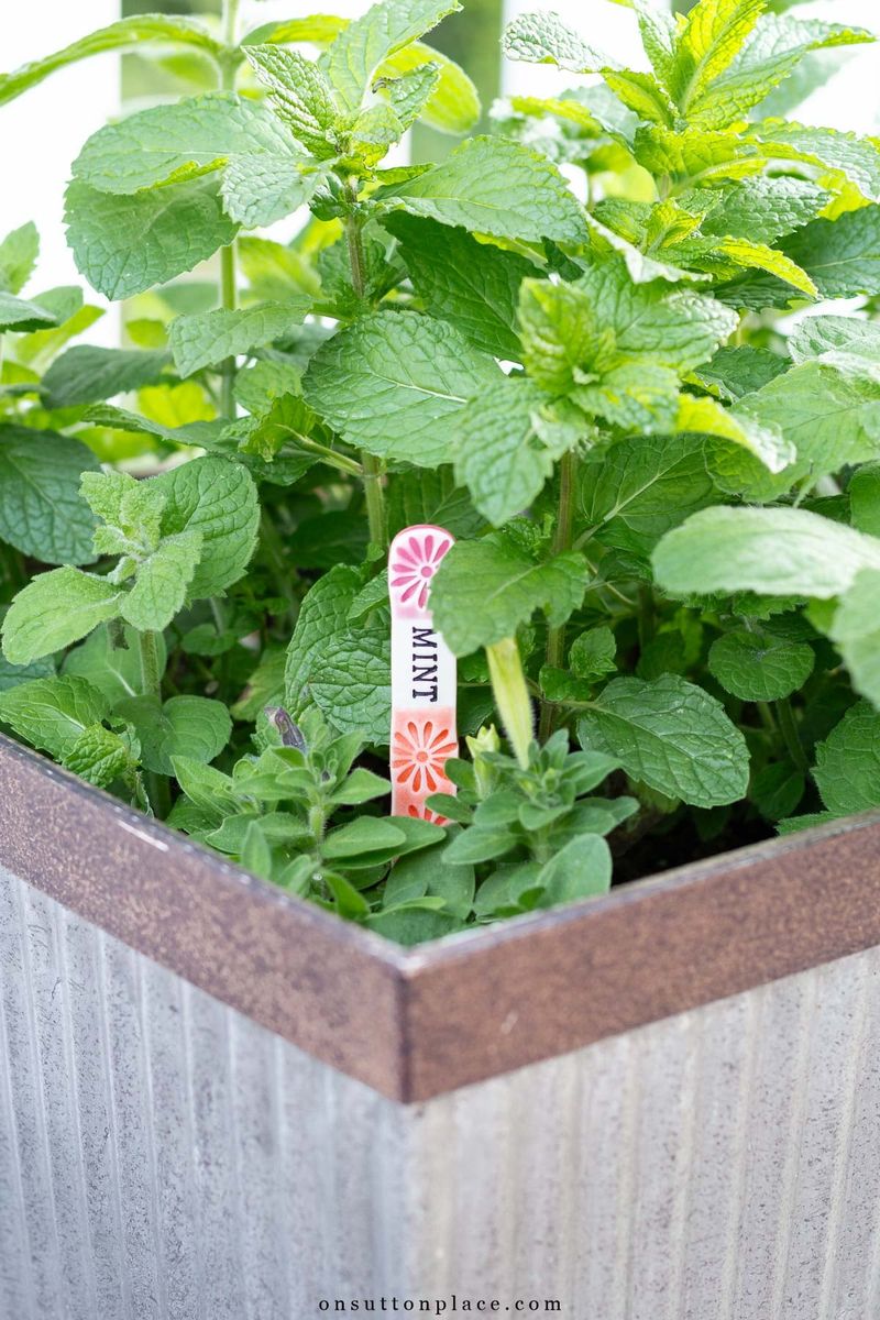 Choose a contained mint and adapt its care to local conditions Choose a contained mint and adapt its care to local conditions