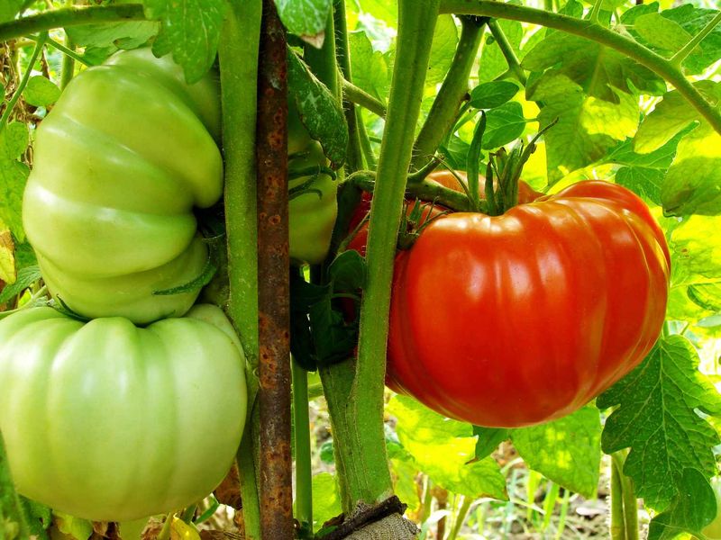 Choose a cultivar that matches your fruit-size and climate goals Choose a cultivar that matches your fruit-size and climate goals