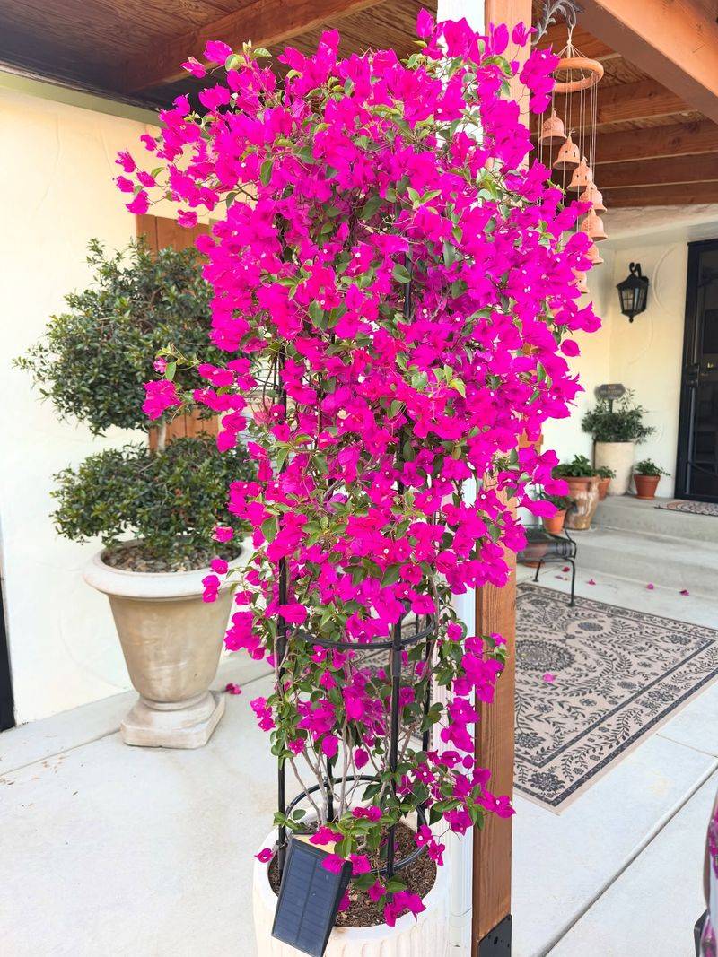 Choose a manageable plant, a draining pot, and a sturdy trellis Choose a manageable plant, a draining pot, and a sturdy trellis