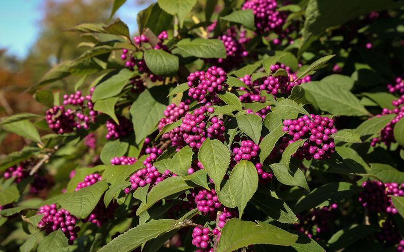 Choose a planting site for beautyberry’s real benefits