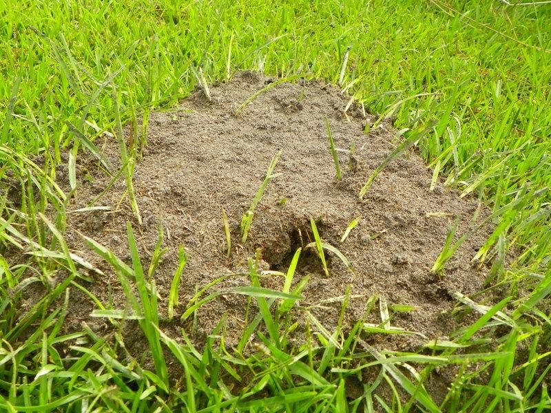 Choose a proportionate, garden-safe response Choose a proportionate, garden-safe response