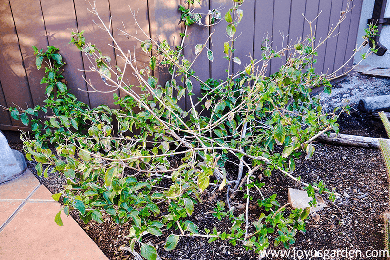 Choose a safer weather window for major pruning