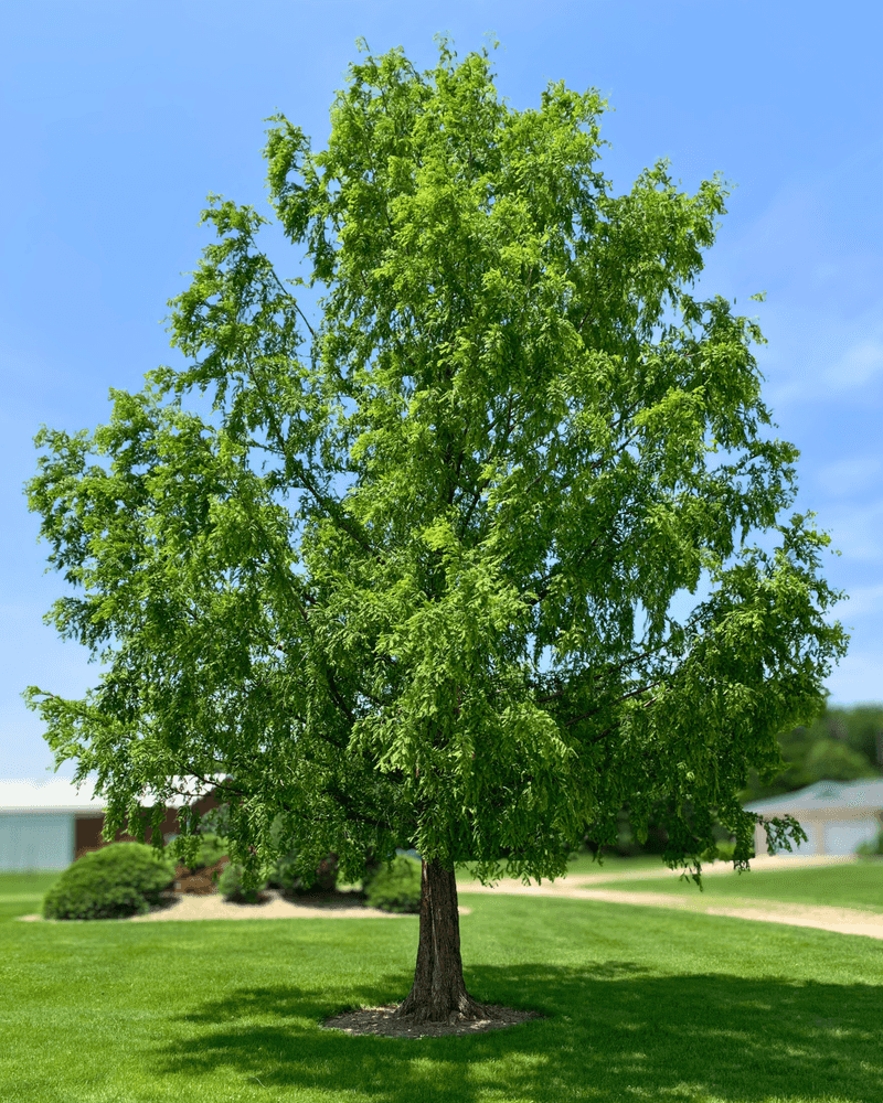 Choose a site that can hold a full-size tree Choose a site that can hold a full-size tree