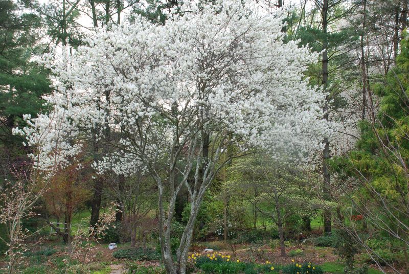 Choose a site that supports flowers and fruit