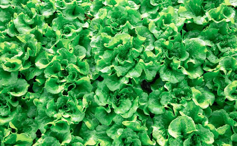 Choose a suitable type and harvest before quality collapses
