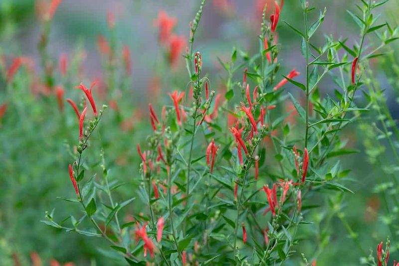 Choose a sunny, well-drained place before planting