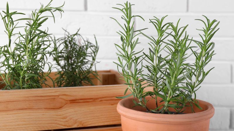 Choose a sunny, well-drained rosemary container