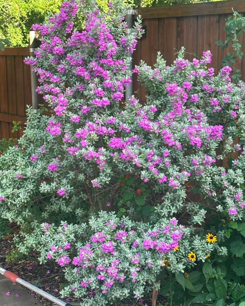 Choose a sunny, well-drained site for the shrub