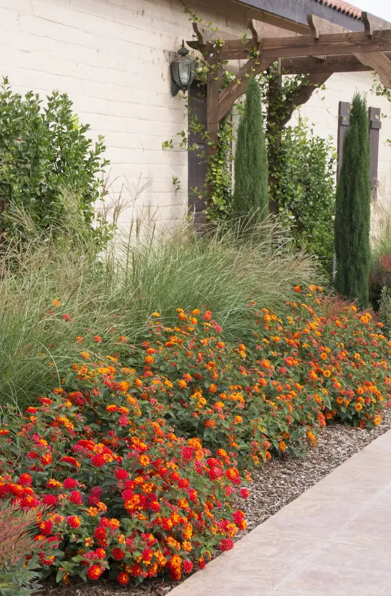 Choose a sunny, well-drained site that fits its mature spread