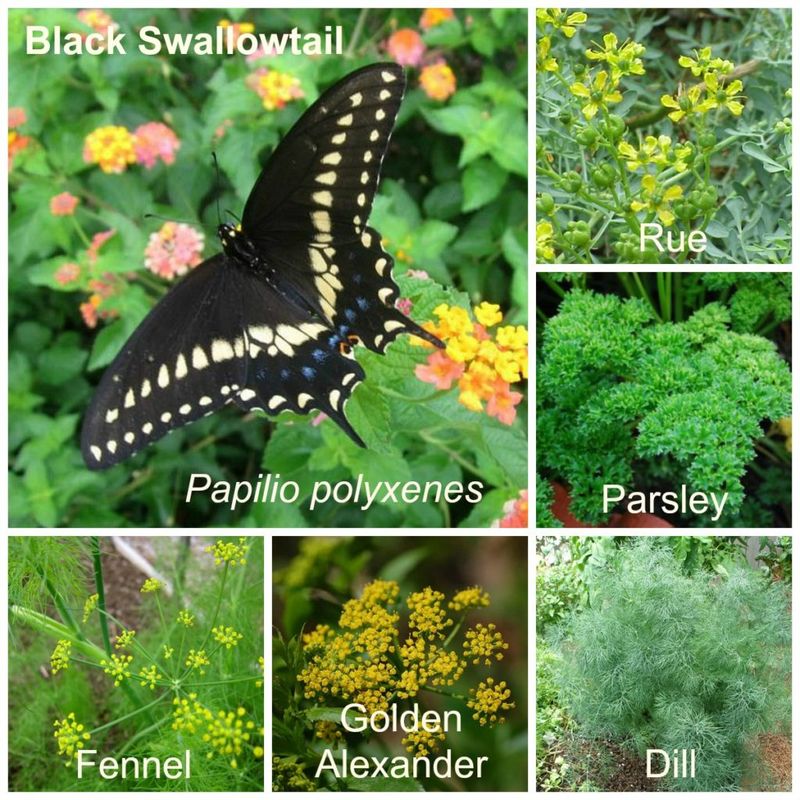 Choose a swallowtail target before choosing plants