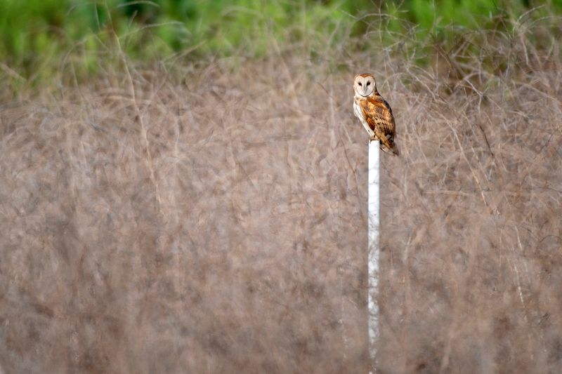 Choose an open site that gives owls room to hunt Choose an open site that gives owls room to hunt