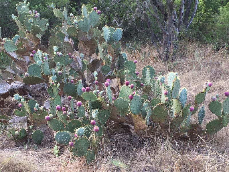Choose and Place Opuntia for Your Texas Region