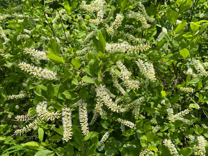 Choose another native shrub when the site asks for it