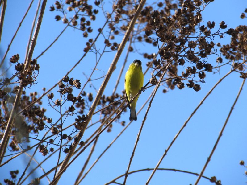 Choose between another flush and late-season seedheads