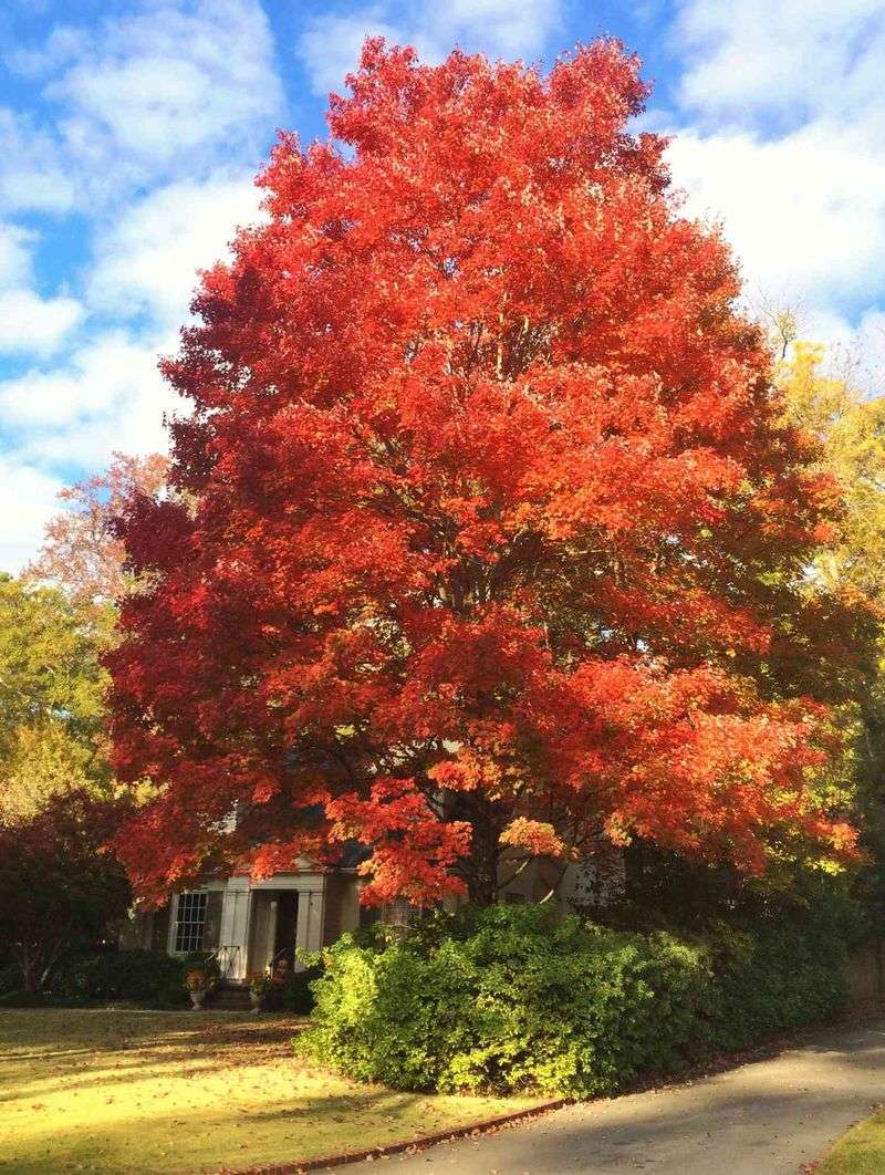 Choose black gum for long-term value, not instant shade