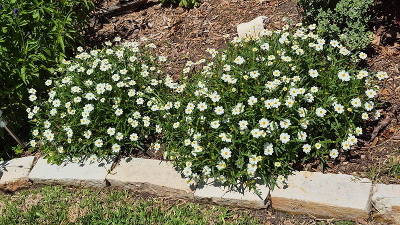Choose blackfoot daisy for a dry border, not a saturated clay bed Choose blackfoot daisy for a dry border, not a saturated clay bed