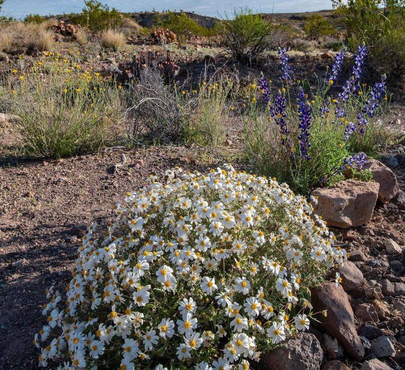 Choose blackfoot daisy when the border matches its limits