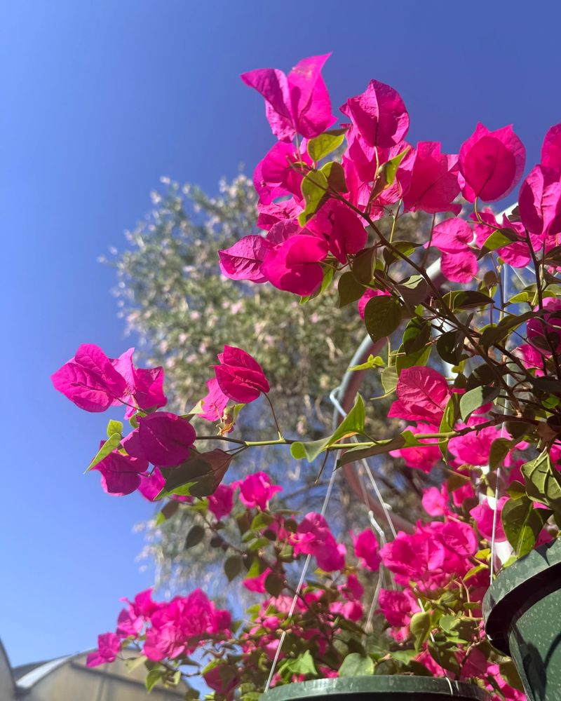 Choose bougainvillea for movable color, not a hands-off bloom guarantee Choose bougainvillea for movable color, not a hands-off bloom guarantee