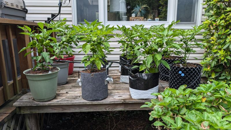 Choose container volume for roots and moisture