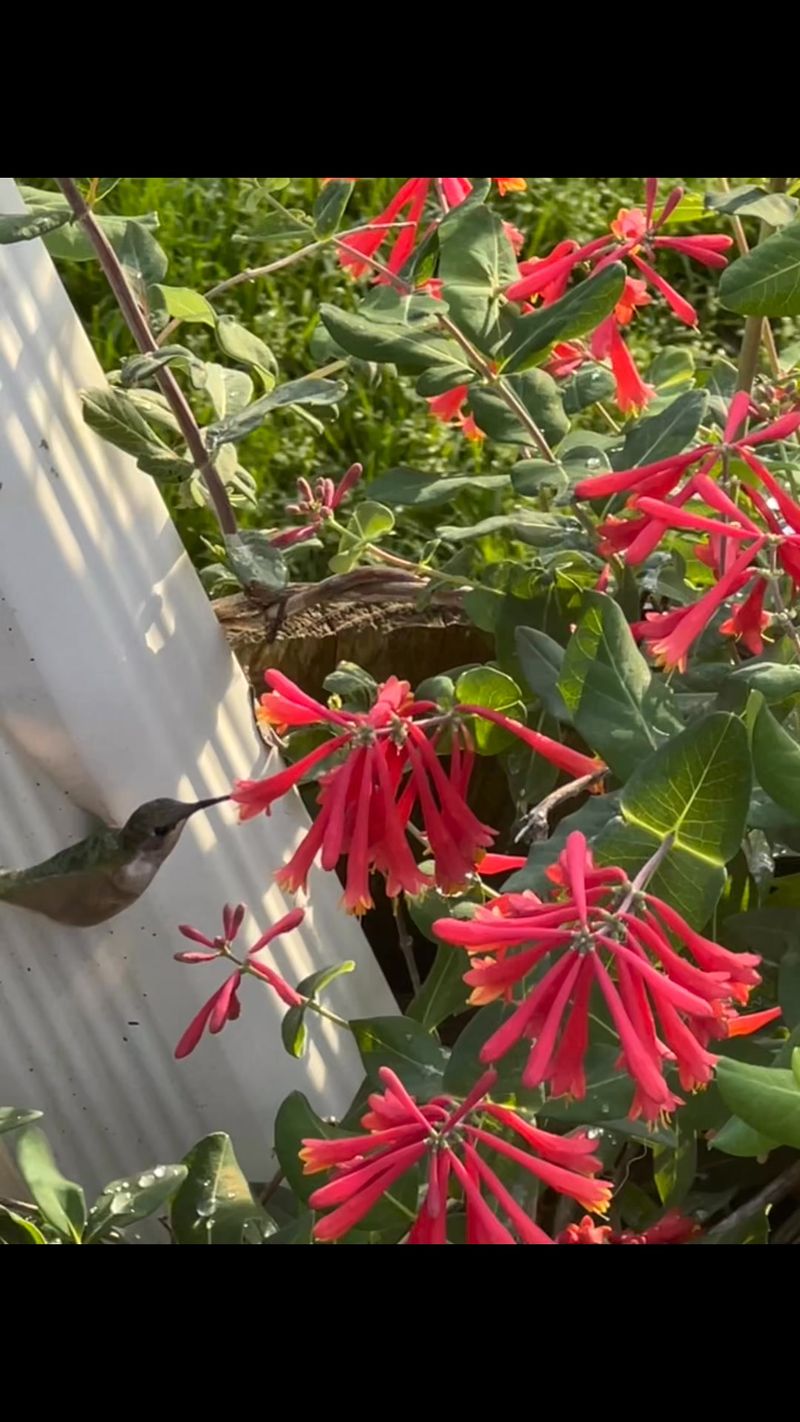 Choose coral honeysuckle as a strong native starting point Choose coral honeysuckle as a strong native starting point