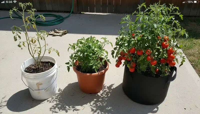 Choose enough volume for one tomato’s growth habit