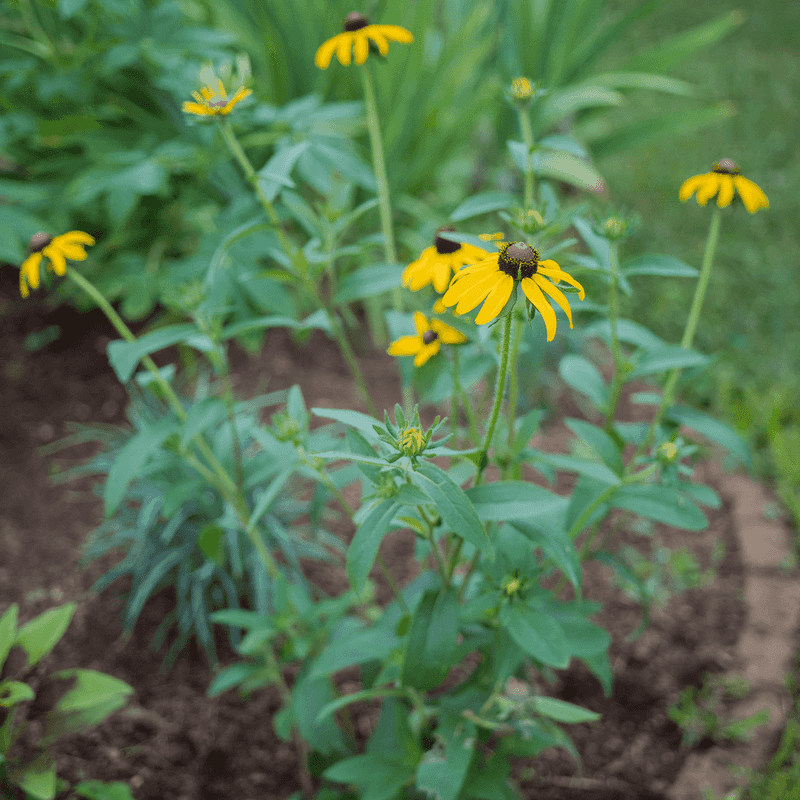 Choose fall sowing or a later planting window Choose fall sowing or a later planting window