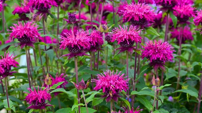 Choose full sun and well-drained soil