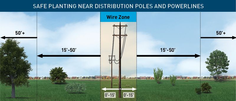 Choose future trees by mature size and utility rules