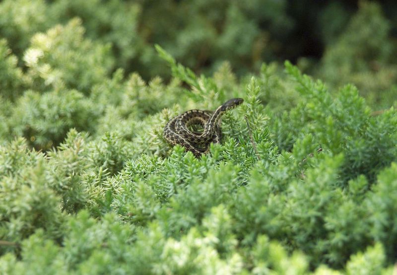 Choose habitat management over myths and extermination