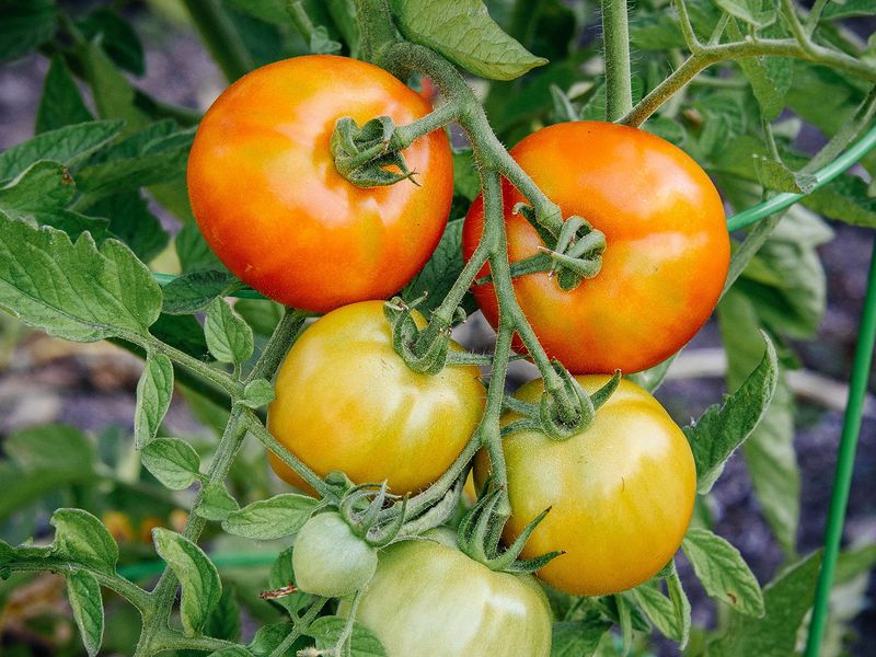 Choose heat-tolerant varieties and better planting dates