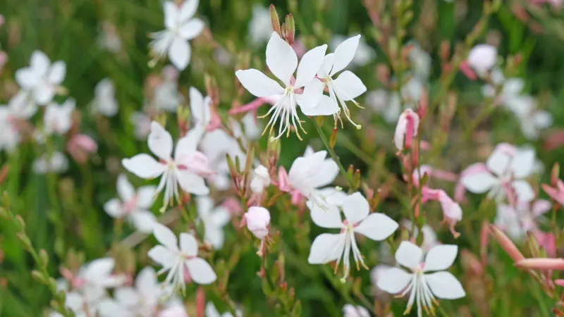 Choose it for years of airy bloom, not a lifetime promise
