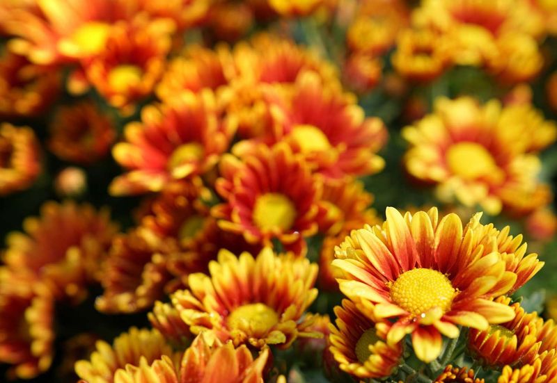 Choose mums when you need color immediately Choose mums when you need color immediately