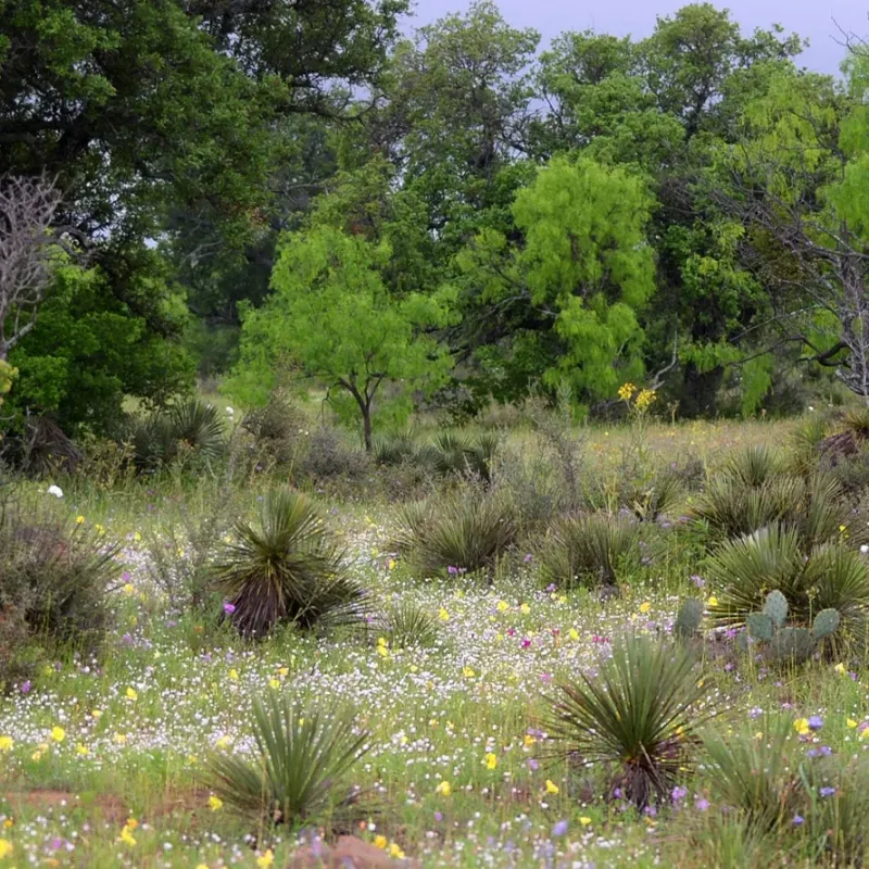 Choose native flowers by Texas ecoregion