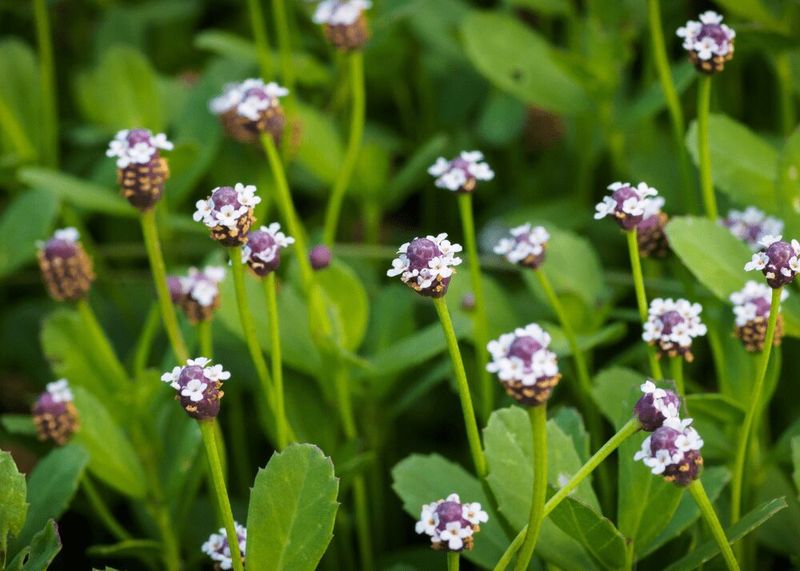 Choose native plants for real landscape benefits