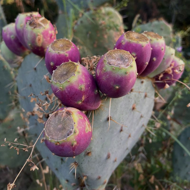 Choose prickly pear for your ecoregion and manage its spread