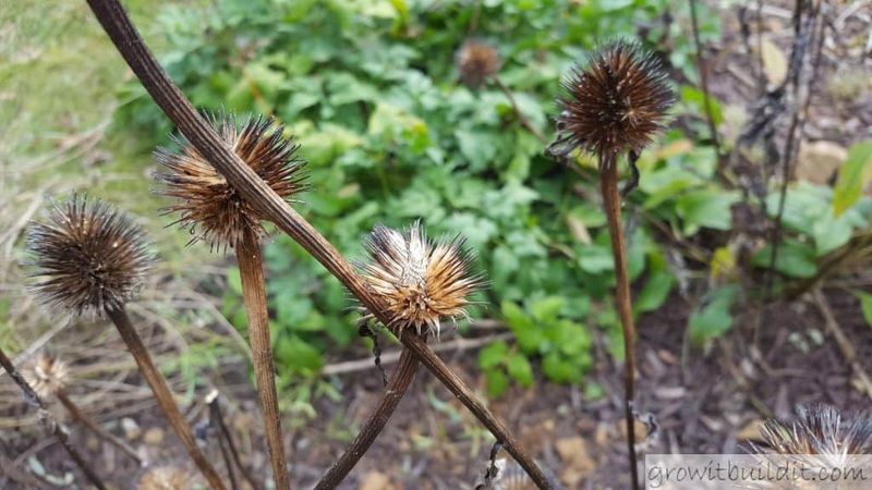 Choose seed saving or division for your real goal