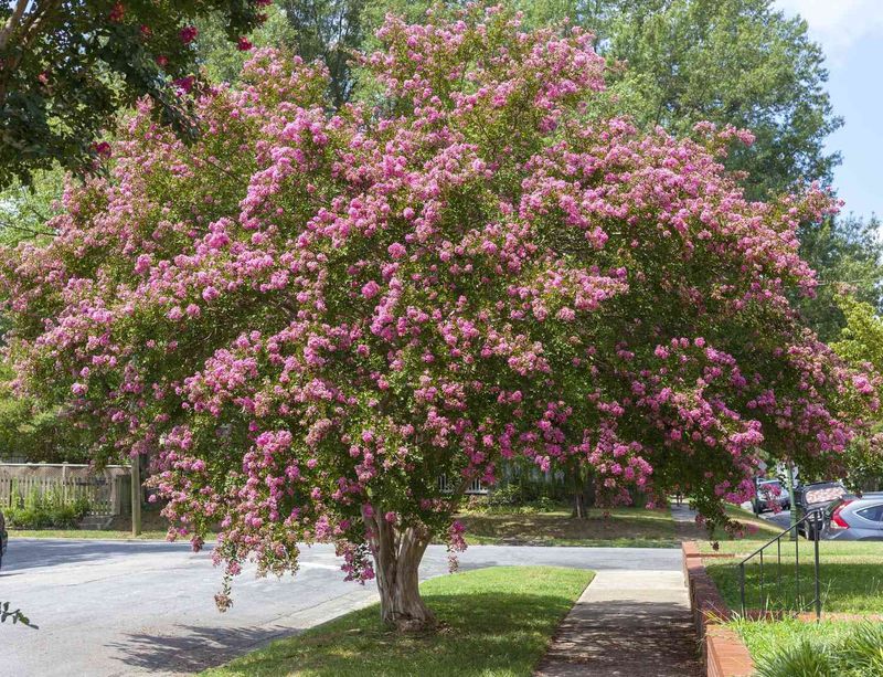 Choose selective care—or leave the plant alone