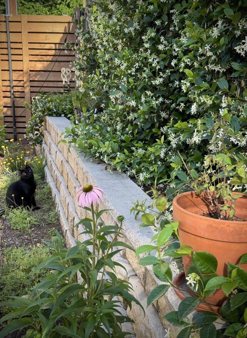 Choose star jasmine for evergreen structure and a late-spring scent display