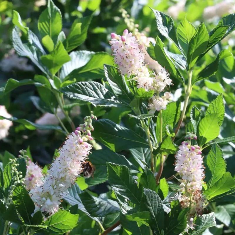 Choose summersweet for a more useful summer border