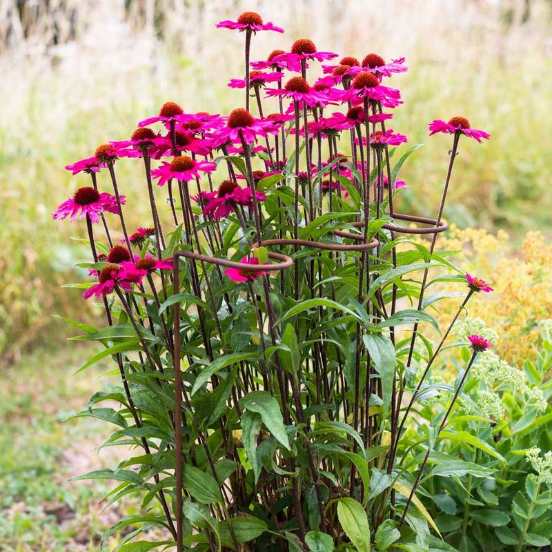 Choose support, pruning, or relocation for a healthy plant