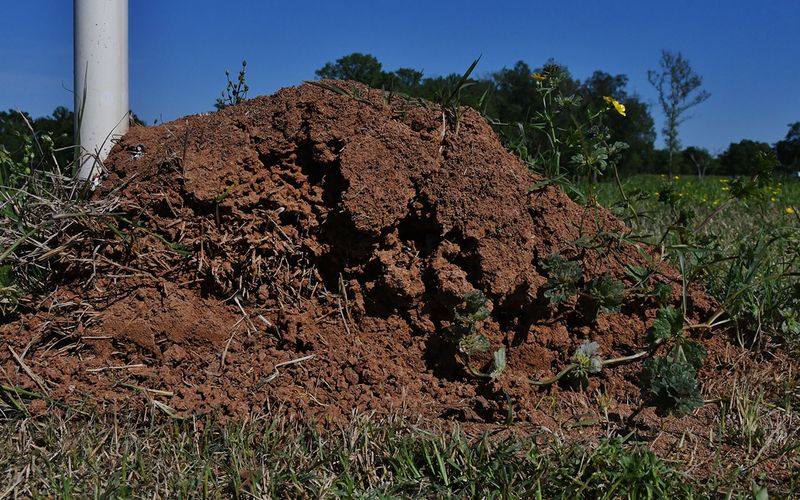 Choose targeted control for the number of mounds