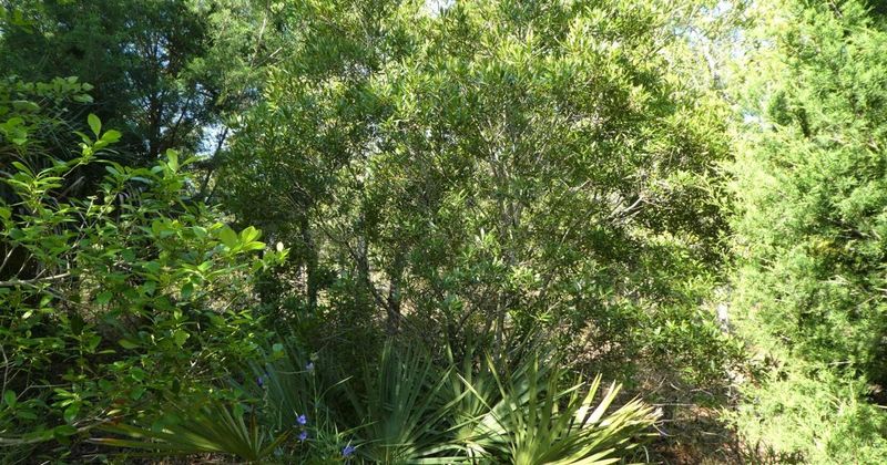Choose the Right Site for the Shrub Choose the Right Site for the Shrub
