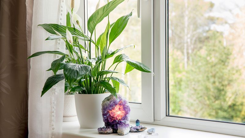 Choose the brightest softened spot your room can provide
