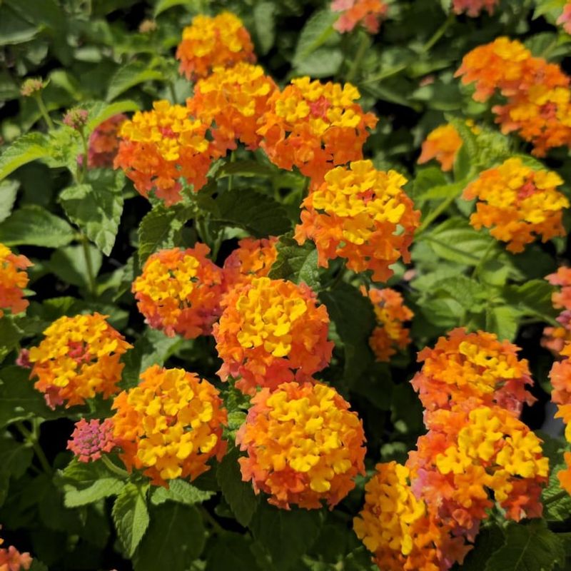 Choose the cultivar before you change the care routine