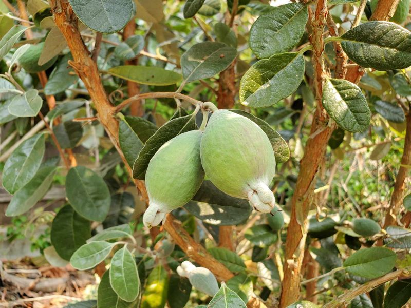 Choose the cultivar before you choose the spot