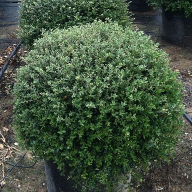 Choose the cultivar by mature size, not by the word dwarf Choose the cultivar by mature size, not by the word dwarf